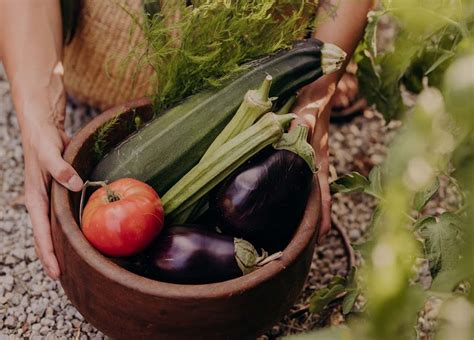 Your Edible Garden: A Bountiful Harvest for Every Indonesian Home – Cultivating Harmony Between Nature and Culinary Delights